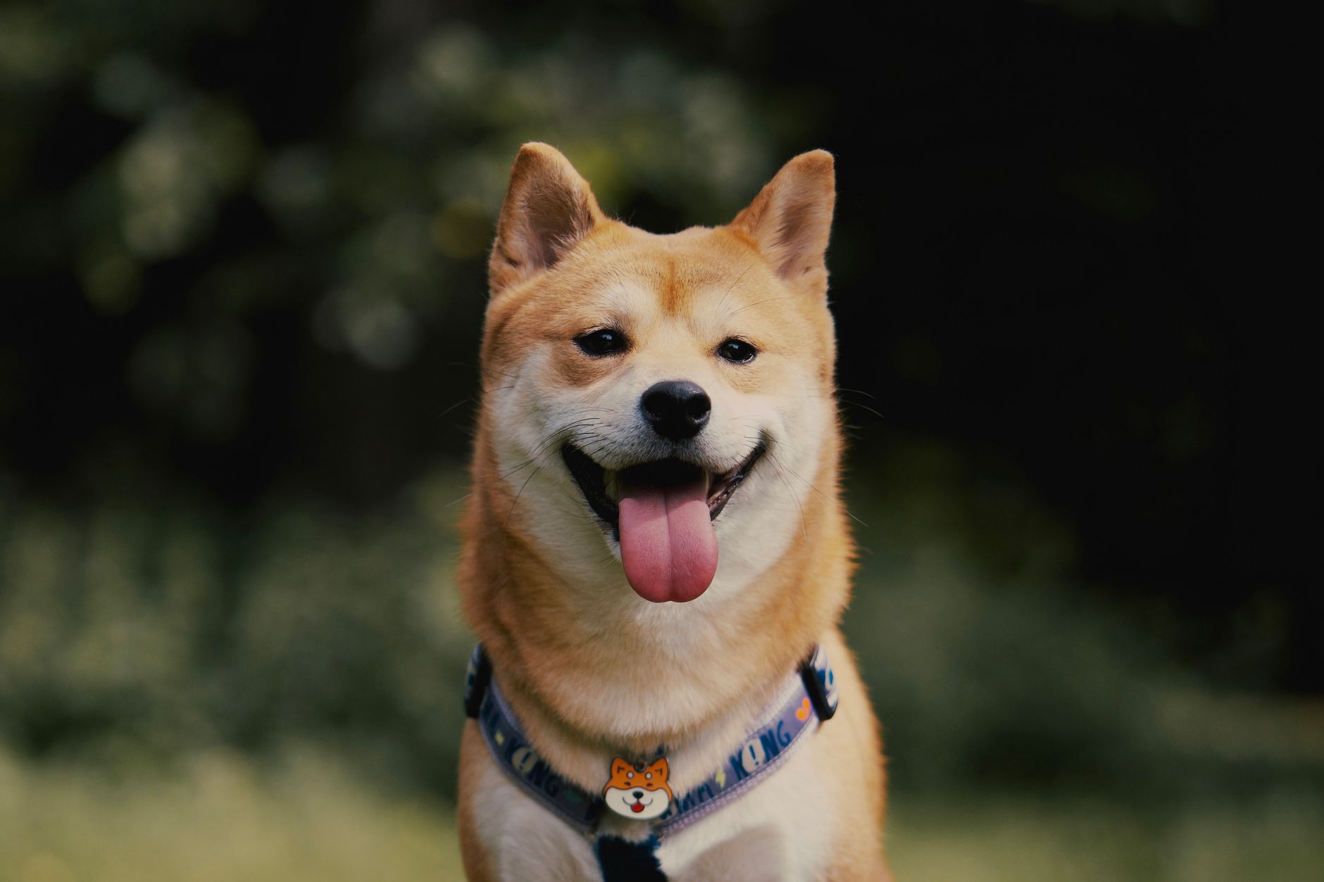 Shiba Inu price prediction